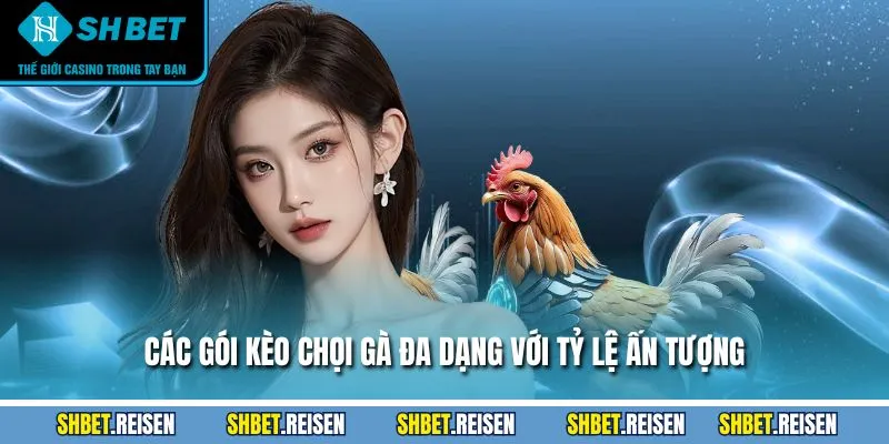 Các gói kèo chọi gà đa dạng với tỷ lệ ấn tượng