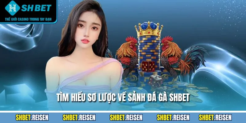 Tìm hiểu sơ lược về sảnh đá gà SHBET